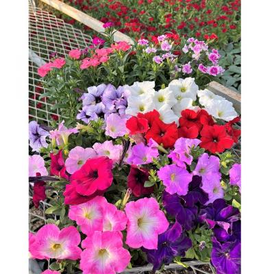 ふるさと納税 赤磐市 春 の 花苗 おすすめ セット 24ポット(4〜6月発送) [NO5765-1056] |  | 02