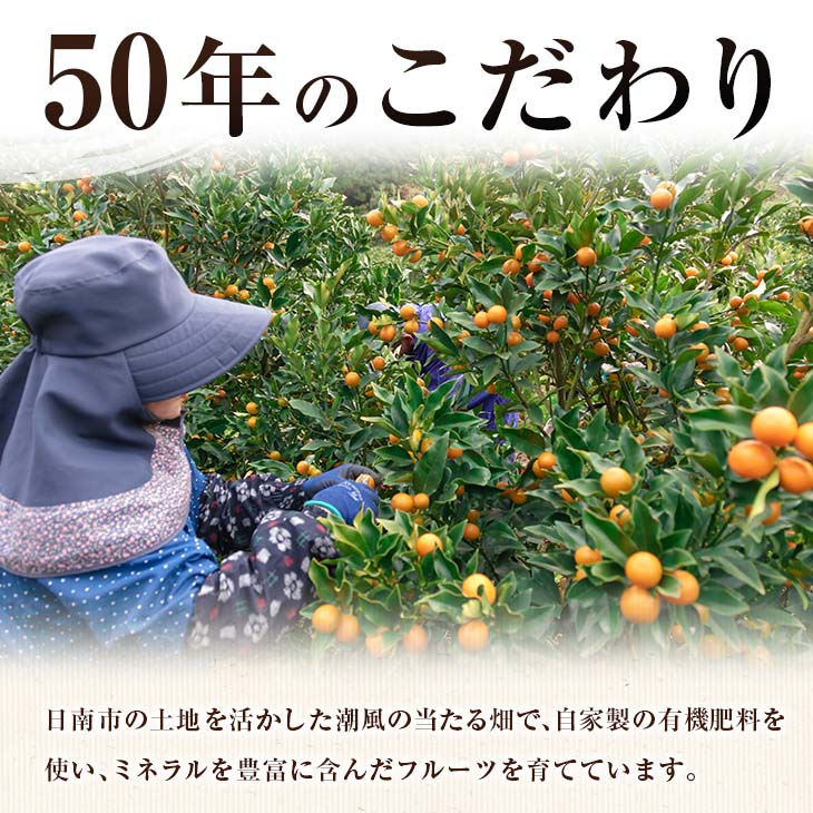 食べ応え抜群 大玉 きんかん 計2kg以上 傷み補償分付き 数量限定 期間限定 フルーツ 果物 くだもの 柑橘 金柑 先行予約 国産 希少 人気 おすすめ ジャム おやつ デザート_BB161-25_