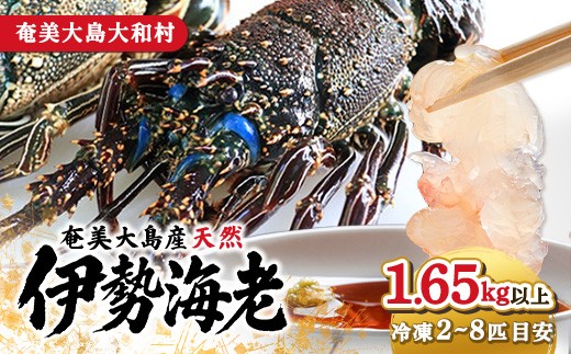 【数量限定】奄美大島 大和村産 天然 伊勢エビ  計1.65kg以上(2〜8匹) 新鮮 お刺身 焼物 味噌汁 勝山水産 仁太丸