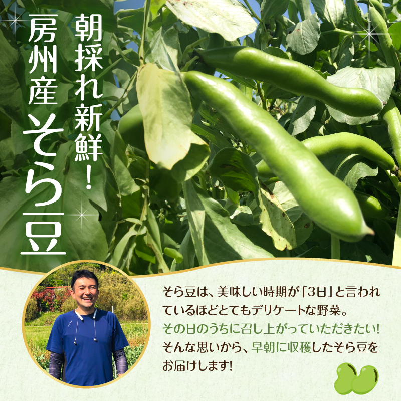 【先行受付 2025年4月中旬～5月中旬発送予定】そら豆/ソラマメ4kg 新鮮 栄養 ミネラル ビタミン類 植物性タンパク質 パスタ