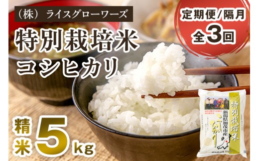 【令和7年産】【定期便3回隔月お届け】新潟県加茂市産 特別栽培米 コシヒカリ 精米 5kg 《順次出荷》 従来品種コシヒカリ 新潟県産コシヒカリ 新潟産コシヒカリ 新潟コシヒカリ 新潟県産こしひかり 新潟産こしひかり 新潟こしひかり コシヒカリ こしひかり お米 白米 米 定期便 （株）ライスグローワーズ