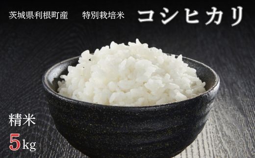利根町産【特別栽培米】コシヒカリ　精米5kg ／ お米 コメ こめ ごはん コシヒカリ 白米 精米 5kg 特別栽培 令和7年産 茨城県 利根町
