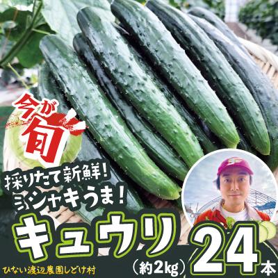 ふるさと納税 大館市 キュウリ 採りたてシャキ旨!24本