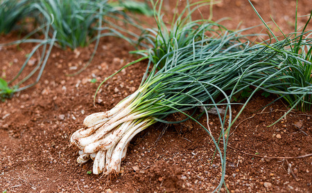 【韓国鉄板料理 久ー韓】久米島産「島らっきょうキムチ」4パック