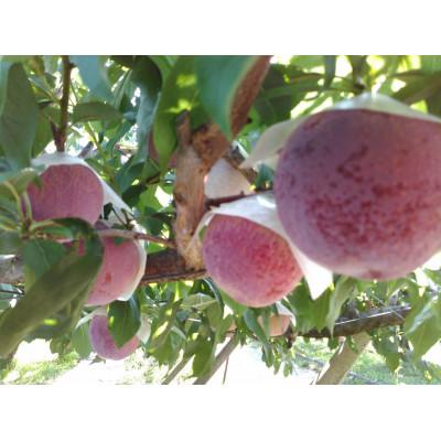 ふるさと納税 甲州市 童夢のすもも「貴陽」化粧箱 8個入り(約1.6〜1.9kg)【2026年発送】 |  | 03