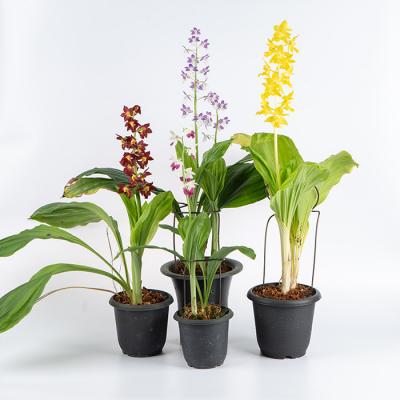 ふるさと納税 いちき串木野市 【個数限定】<3月末まで受付 >寿峰苑特選えびね蘭店主おすすめ開花済Pコース |  | 01