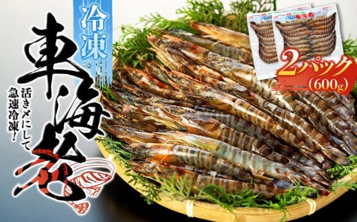 鹿児島県産 活き〆冷凍 車海老（養殖）Mサイズ計600g（300g 17～20尾×2パック）セット