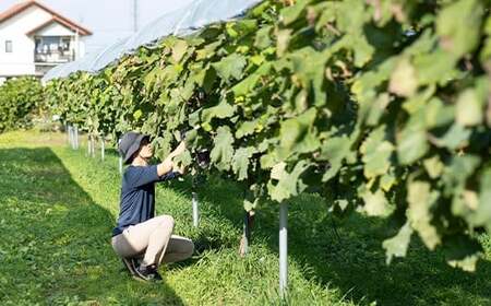 【先行予約】農業者支援 ぶどう マイハート 2〜3房セット ご家庭用 令和8年産 2026年産 山形県山辺町産 フルーツ 果物 ※沖縄・離島への配送不可 bg-bumxk1000