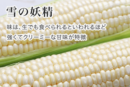 とうもろこし 雪の妖精【令和８年産予約受付】  20本 トウモロコシ  [016-91]