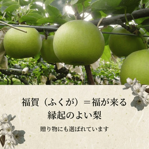 【先行予約】福賀の二十世紀梨 約5kg（12～18玉） 阿武町産 高糖度＆安心栽培 昼夜の寒暖差が生むシャキシャキ食感 数量限定 なし 梨 ナシ フルーツ 果物 旬 《お届け：2026年8月下旬～9月