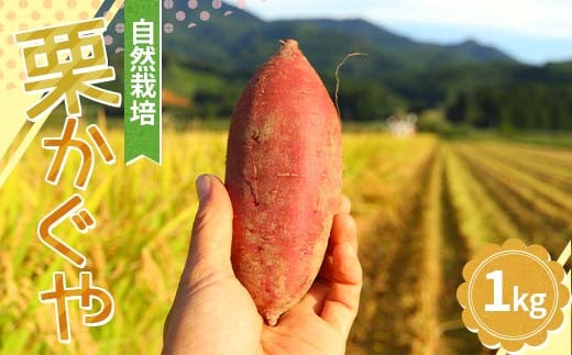 【先行予約】 自然栽培 栗かぐや 1kg（3～5本） さつまいも サツマイモ 芋 山形県 新庄市 F3S-2321