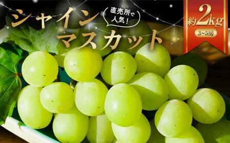 2025年出荷 先行予約 直売所で人気のシャインマスカット約2kg（3～5房） フルーツ 果物 ぶどう マスカット デザート 福島県 伊達市 F21C-041