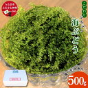 【ふるさと納税】こだわり海ぶどう 500g【うるま市産】沖縄 ふるさと納税 海ぶどう ぷちぷち 大容量 海の宝石 サラダ 海鮮丼