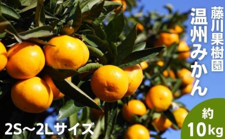 2026年秋よりお届け フジカワ温州みかん 約10kg 果物 柑橘 フルーツ おやつ 間食 デザート 食後 極早生 早生 甘い 大容量 冬 秋 