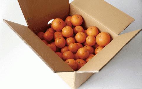 みかん農家坂元さんちのタンカンご家庭用8kg(坂元果樹園/A-056)