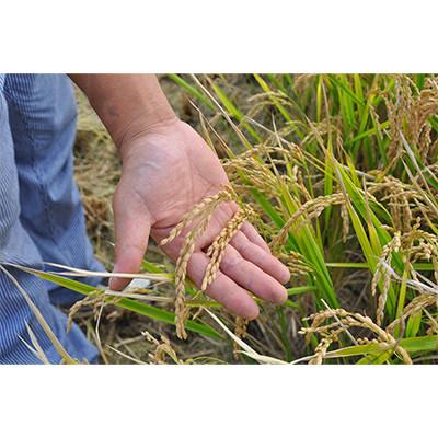 ふるさと納税 長沼町 【毎月定期便】皇室献上米　北海道産ゆめぴりか 5kg精米全12回 |  | 03