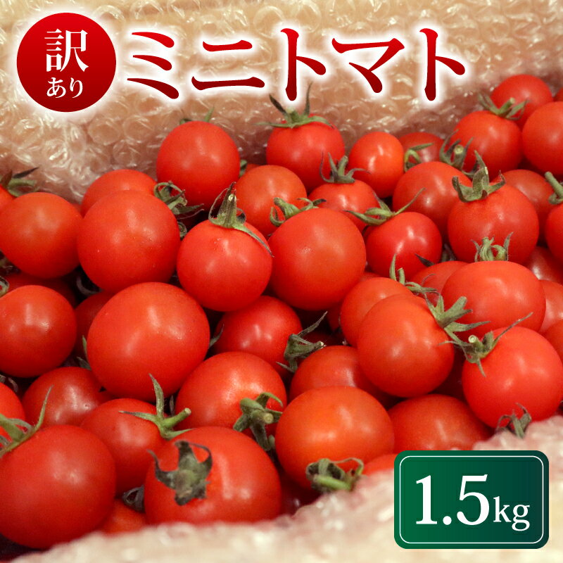 【ふるさと納税】 【先行予約】訳あり ミニトマト 1.5kg 冷蔵配送 2026年5月・6月発送 トマト 旬 新鮮 野菜 やさい 夏野菜 とまと 簡易包装 箱入り ご褒美 サラダ トマトジュース パスタ お弁当 ジューシー 送料無料 産地直送 千葉県 旭市 石井ファーム