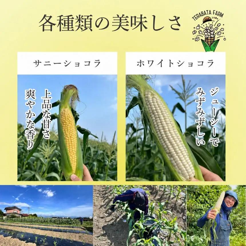 とうもろこし サニーショコラ 10本 | 寺畑農園