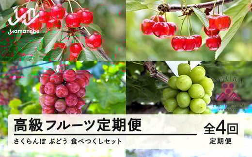 高級フルーツ定期便4回 山形県山辺町産 さくらんぼ＆ぶどう 食べつくしセット 令和7年産 2025年産 山形県山辺町産 フルーツ 果物 さくらんぼ ぶどう シャインマスカット   bg-ftsbx4 