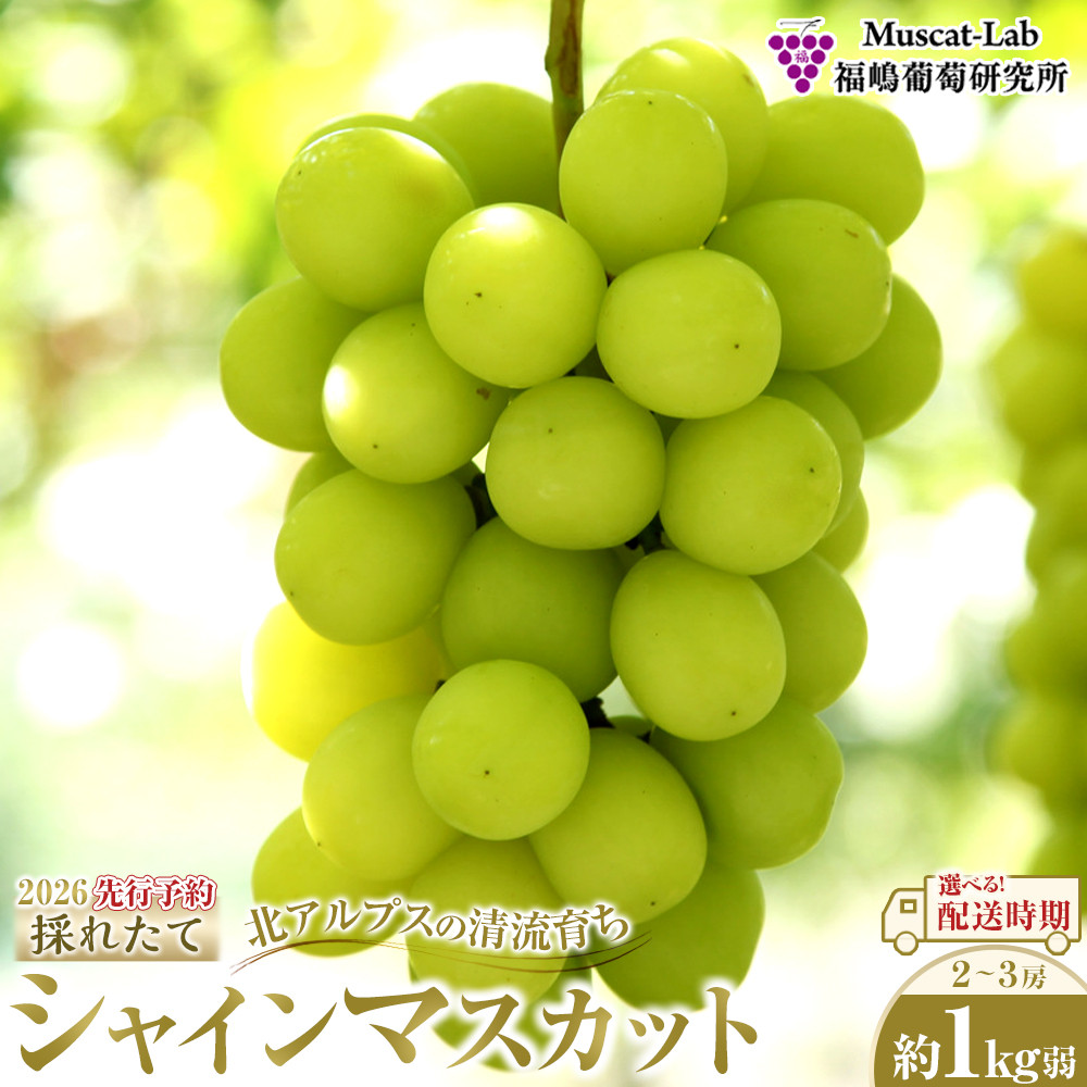 【先行予約】C　2026  シャインマスカット　２房～３房　約1キロ弱【2026年10月下旬頃～順次発送予定】長野県産 　国際特許有機肥料栽培