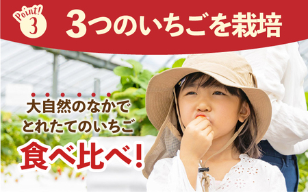 【先行予約】【五感で楽しむ】いちご狩り体験チケット 3枚【花祭いちごの谷】HBN004 いちごいちごいちごいちごいちご