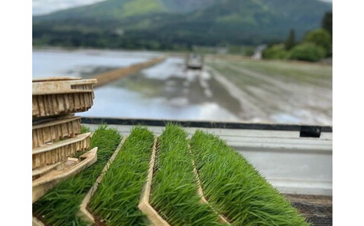 【令和7年度産 新米予約】 米 天のつぶ 5kg 白米 精米 ※2025年11月下旬頃より順次発送予定 ※沖縄・離島への配送不可