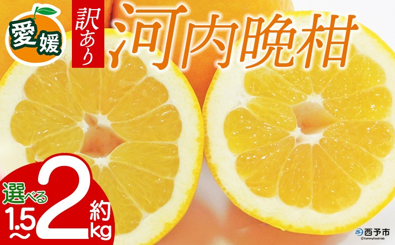 
                  【先行予約】＜訳あり 愛媛県産 河内晩柑 約1.5kg／2kg＞ 『2026年4月下旬以降順次出荷予定』選べる ばんかん 和製 グレープフルーツ ご家庭用 蜜柑 果肉 果物 柑橘 フルーツ オレンジ 国産 産地直送 ミヤモトオレンジガーデン 愛媛県 西予市【常温】
                