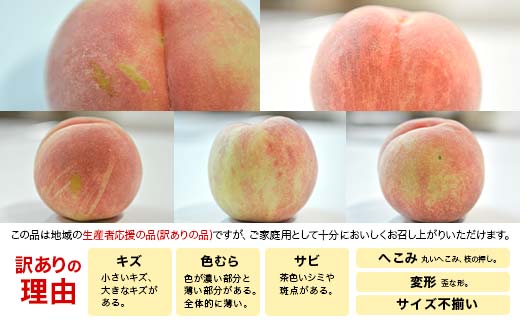 FYN9-732 ≪2026年先行予約≫ ご家庭用 9月発送 山形県産 品種おまかせ 白桃 約3kg(7～13玉) 2026年9月上旬から順次発送 硬い はくとう 桃 もも モモ 果物 くだもの 夏果実 フルーツ 訳あり 農業者支援 家庭用 自宅用 産地直送 山形県 西川町 月山