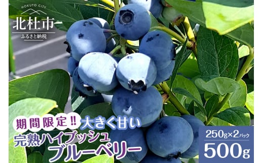 【2026年先行予約】6月～7月発送！大きく甘い、完熟ハイブッシュブルーベリー　500g（250g×2パック） ブルーベリー フルーツ くだもの 冷蔵 期間限定 山梨県 北杜市