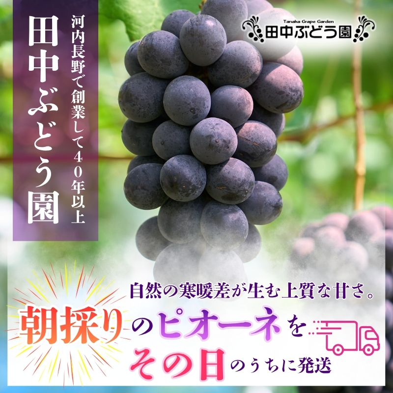 【2026年8月中旬頃出荷分先行予約】田中ぶどう園 厳選 ピオーネ 約2.0kg（3～4房） 詰め合わせ 大粒 種なし ぶどう ブドウ フルーツ 果物 農園直送 大阪府 河内長野市_イメージ3