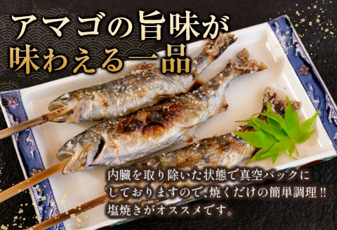 アマゴ 渓流の女王 芸北アマゴ 7尾