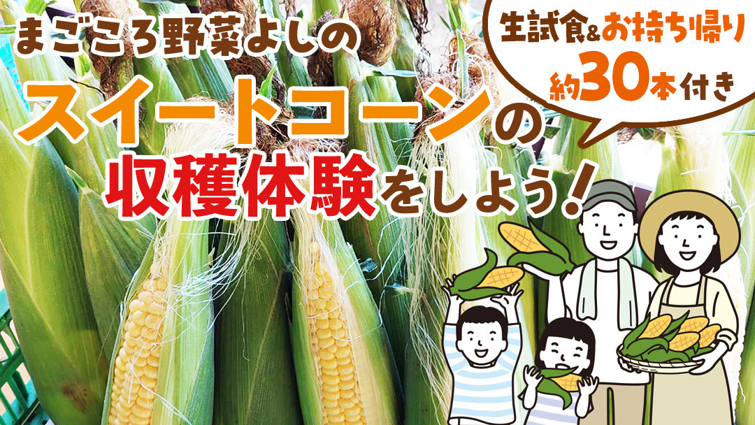 
            生の試食付き！スイートコーンの収穫体験をしよう！ ( お持ち帰り 約30本 付き) 収穫体験 トウモロコシ とうもろこし コーン 野菜 体験 チケット [DX028ci]
          