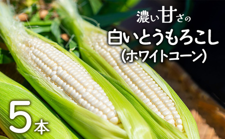 濃い甘さの白いとうもろこし（ホワイトコーン）　5本　個包装 とうもろこし トウモロコシ コーン 白いとうもろこし ホワイトコーン 朝どり 甘い 旬 兵庫県 洲本市 淡路島