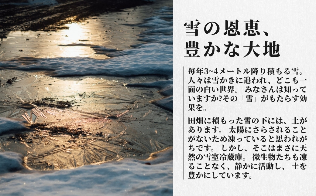 【令和8年産先行予約】魚沼産  特別栽培米 コシヒカリ「ゆきやまと」10kg (5kg×2袋) ※節減対象農薬当地比5割減 ※東京米スターセレクション金賞受賞 | こしひかり お米 おこめ こめ コメ
