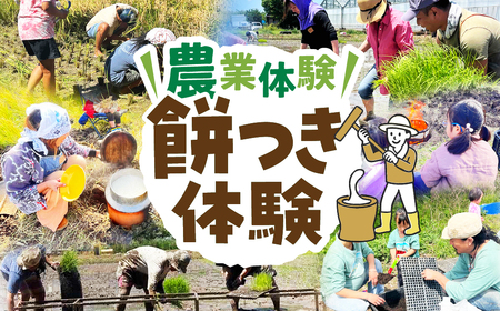 餅つき体験 餅つき もち 餅 米作り 手作業 無農薬 体験 お米 米 親子 イベント 自然 自然体験