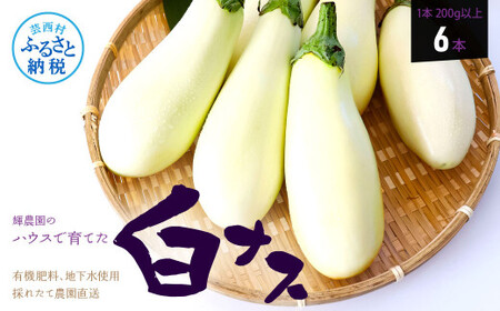先行予約 白ナス6本 -  なす 茄子 1本180g以上 野菜 新鮮 美味しい グラタン シチュー ラタトゥイユ 洋食 和食 料理 お取り寄せ ふるさとのうぜい 故郷納税 6000円 返礼品 高知県 高知