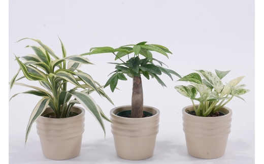 観葉植物 キュートショコラ 3個セット [三浦園芸 愛知県 岡崎市 ok23bzw830012] 水耕栽培 ミニ 植物 ハイドロコーン 発砲煉石 陶器 管理方法 緑のある暮らし 育てやすい 初心者 手軽