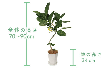 フィカス・ベンガレンシス曲がり70cm～90cm 鎌ヶ迫園芸場 014-1466 観葉植物  観葉植物  観葉植物  観葉植物 観葉植物