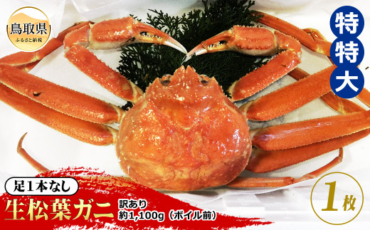 【魚倉】足1本なし生松葉ガニ訳あり　特特大　約1,100g【期間限定】_T2600164 鳥取県 おすすめ 生松葉 かに がに ガニ 蟹 松葉ガニ