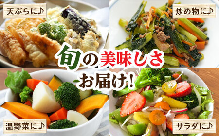 【6回定期便】【奇数月コース】野菜定期便 15品目以上 野菜 定期便[SCZ002]