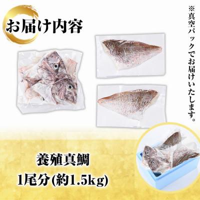 ふるさと納税 阿久根市 鮮度抜群!養殖真鯛(1尾分・約1.5kg)さるがく水産　a-14-43 |  | 02