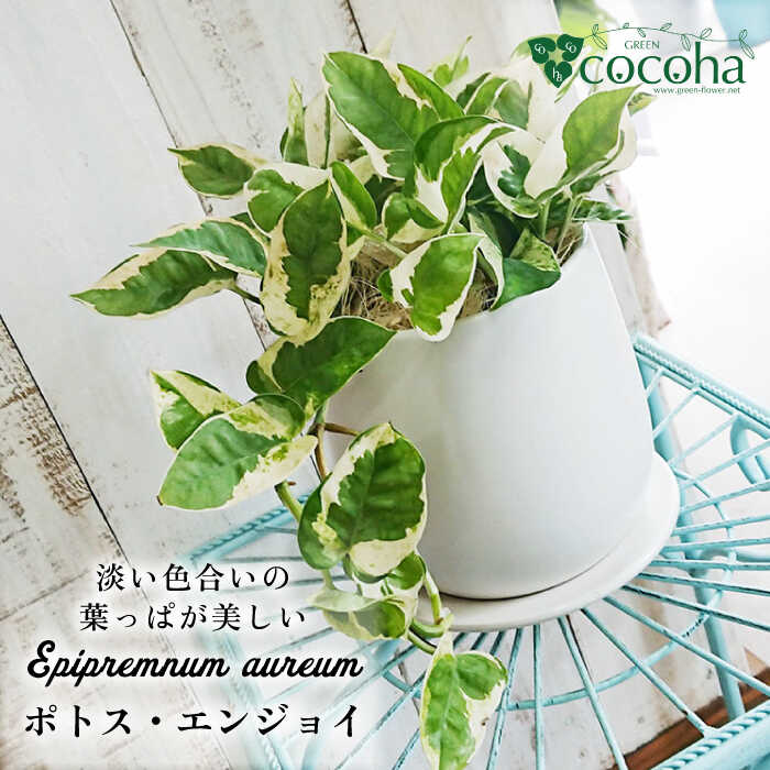 【ふるさと納税】もっとも美しいポトスの進化型『ポトス・エンジョイ』糸島市 / cocoha [AWB028] 14000円 1万4千円