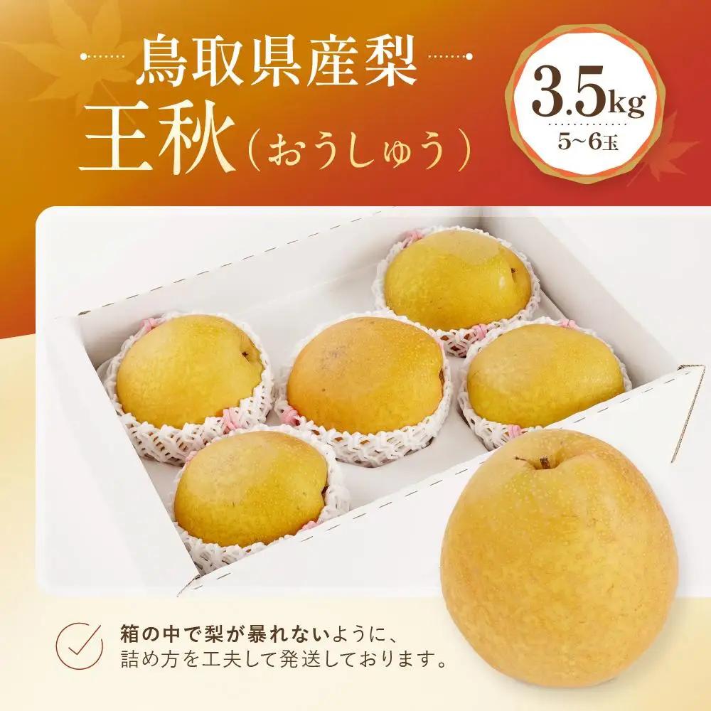 王秋 3.5kg 5～6玉 先行予約 数量限定 鳥取県産 梨 梨