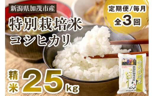 【令和7年産新米先行予約】【定期便3回毎月お届け】特別栽培米 コシヒカリ 精米 25kg（5kg×5） 《10月中旬から順次出荷》 白米 従来品種コシヒカリ 加茂有機米生産組合 新潟県 加茂市産 白米 米 お米 定期便