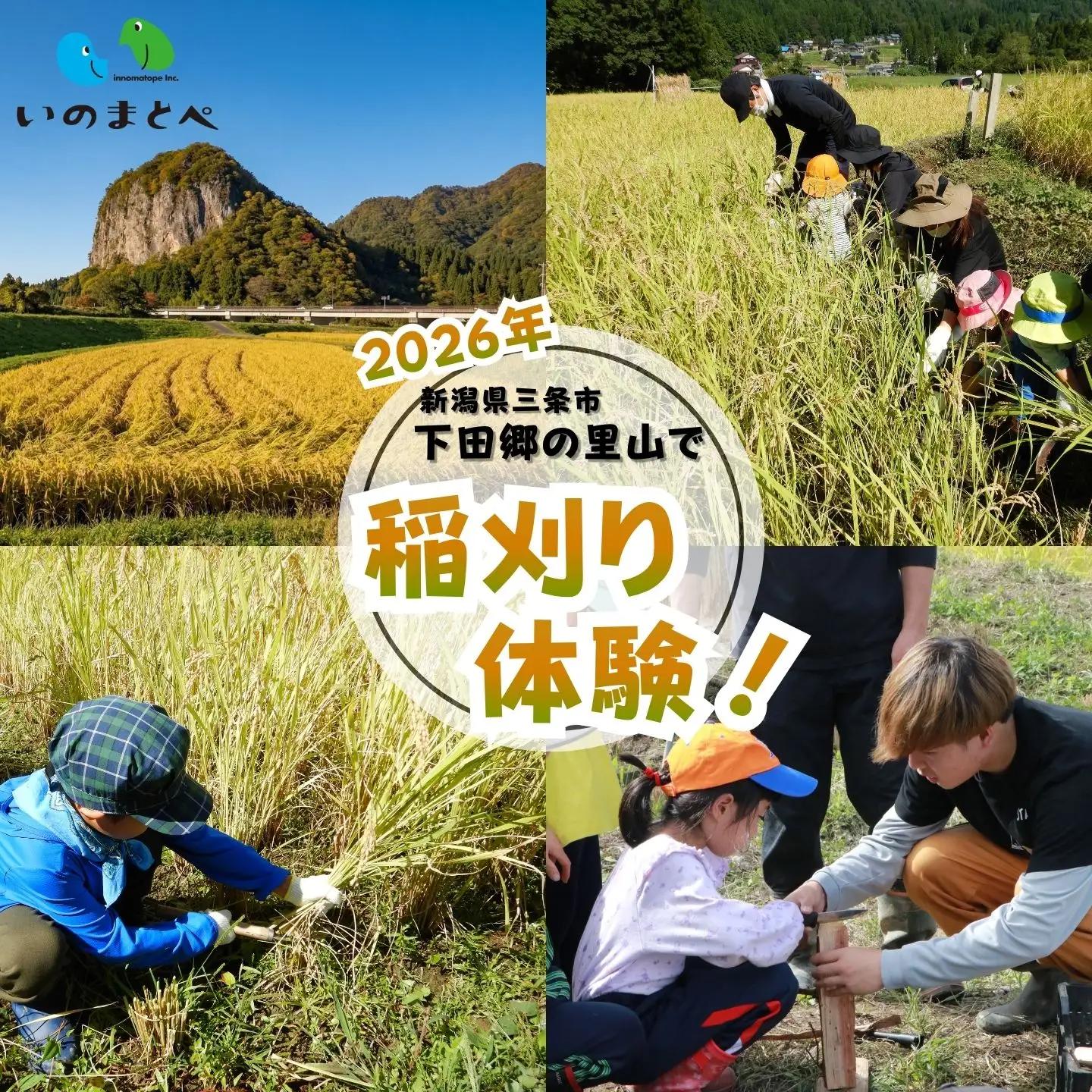 稲刈り体験 2026年 新潟県三条市 下田郷 里山 米づくり体験！