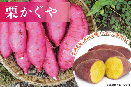 AU016　【先行予約】【数量限定】山﨑観光農園の栗かぐや　約6kg