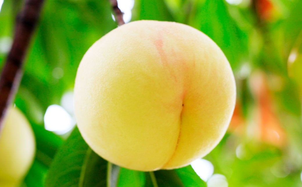 岡山 白桃 2種6玉 （ ロイヤル ） 1.5kg 【 2026年7月上旬から8月下旬頃発送予定 】 ／ 果物 くだもの フルーツ もも 桃 甘い 香り 柔らかい ジューシー 美味しい 岡山県 美咲町