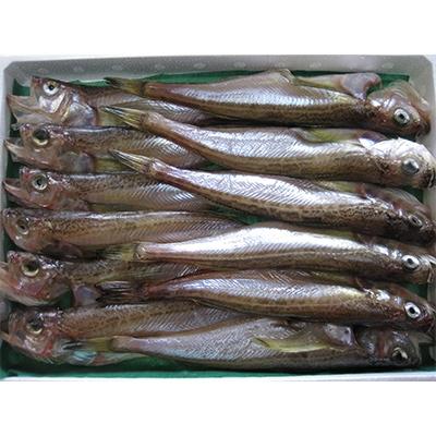 ふるさと納税 宮津市 ハタハタ(大)　干物　一夜干し　450g×1箱 |  | 01