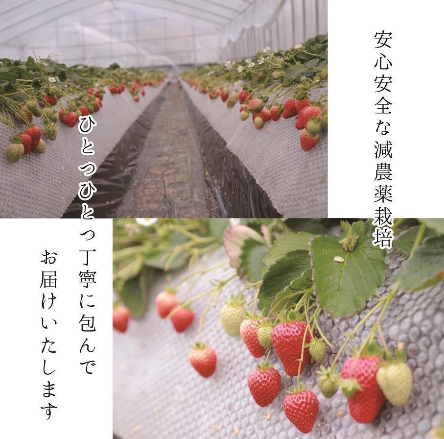 超特選☆いちご【まりひめ】2026年1月中旬から3月下旬まで発送【KF8】	BE90007   _イメージ4