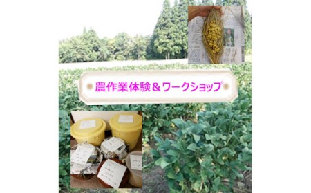 里山を守る自然栽培大豆オーナー 味噌＆納豆づくり体験 ポレポレ工房 | 体験